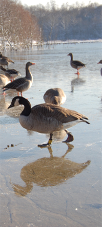 Gans