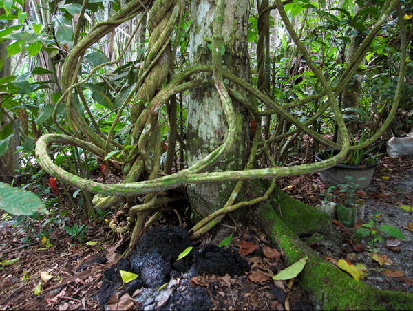 Stefan Zoellner jungle of sculptures.jpg