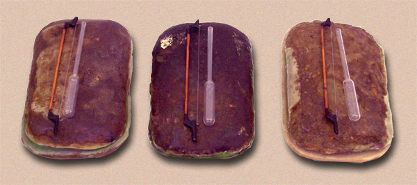 wachsbrot